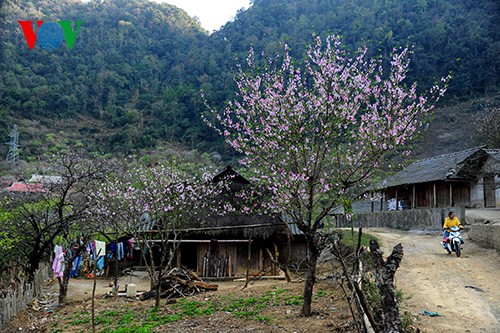 Spring has sprung on Moc Chau Plateau  - ảnh 2